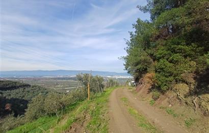 C21 Cius; Gençali'de 2000 M2 Zeytinlik