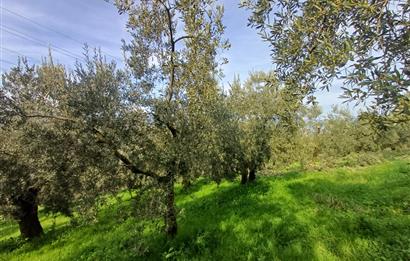 C21 Cius; Gençali'de 2000 M2 Zeytinlik