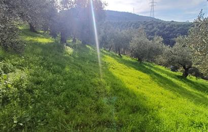 C21 Cius; Gençali'de 2000 M2 Zeytinlik