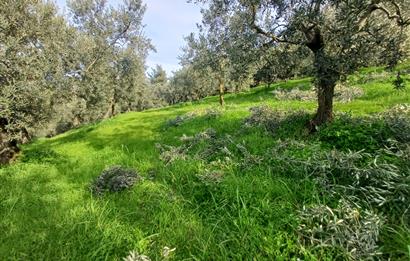 C21 Cius; Gençali'de 2000 M2 Zeytinlik