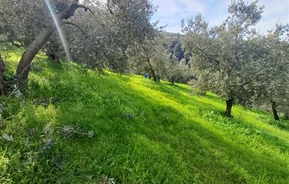 C21 Cius; Gençali'de 2000 M2 Zeytinlik