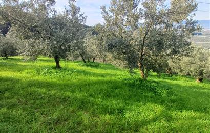 C21 Cius; Gençali'de 2000 M2 Zeytinlik