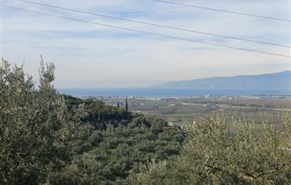 C21 Cius; Gençali'de 2000 M2 Zeytinlik