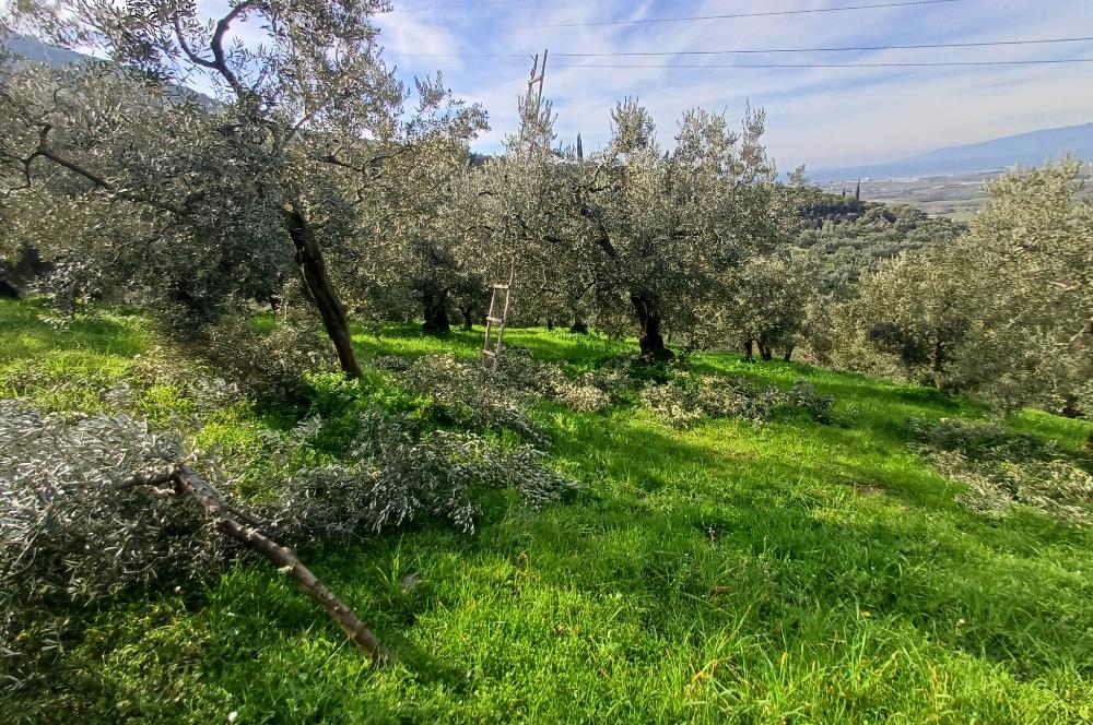 C21 Cius; Gençali'de 2000 M2 Zeytinlik