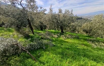 C21 Cius; Gençali'de 2000 M2 Zeytinlik