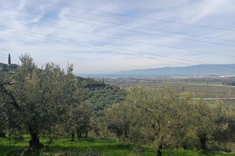 C21 Cius; Gençali'de 2000 M2 Zeytinlik