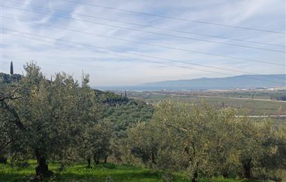 C21 Cius; Gençali'de 2000 M2 Zeytinlik