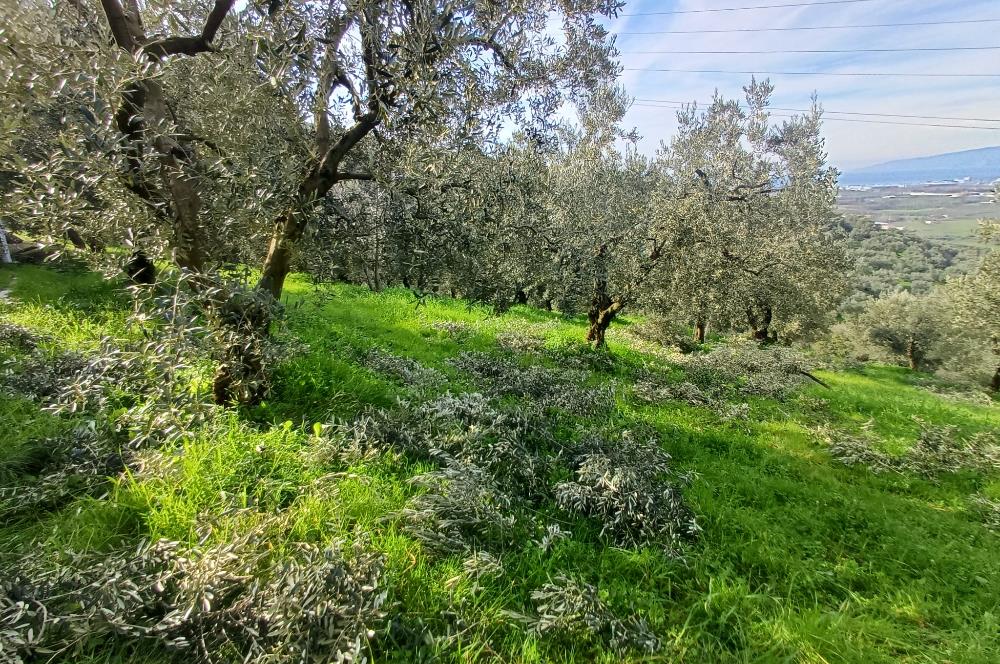 C21 Cius; Gençali'de 2000 M2 Zeytinlik