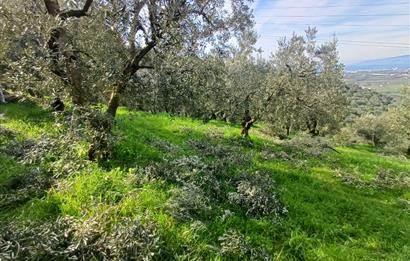 C21 Cius; Gençali'de 2000 M2 Zeytinlik