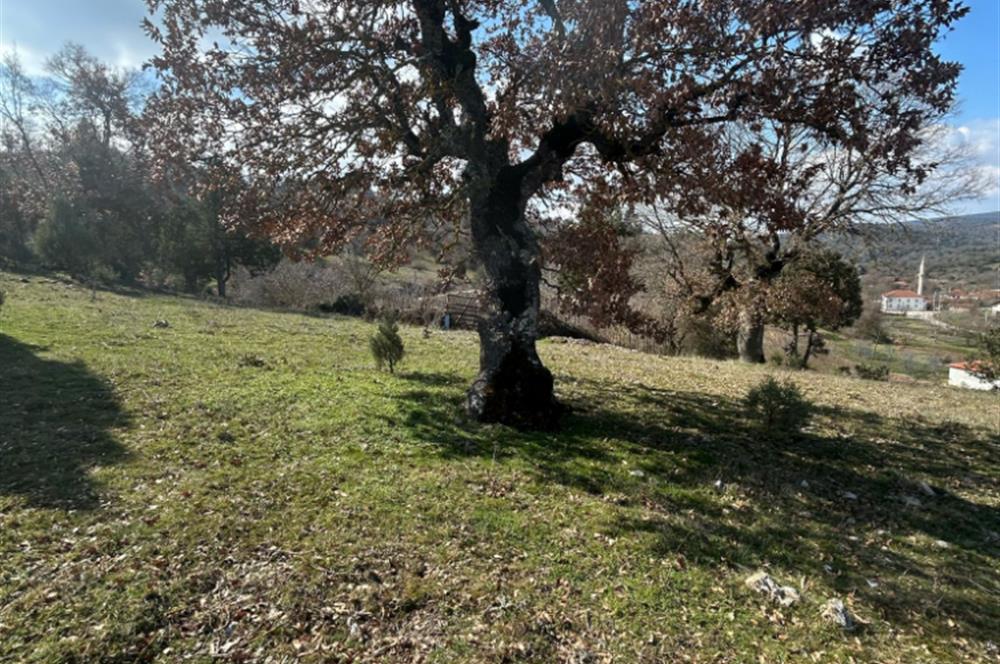 C21'DAN DURSUNBEY KARAPINAR SATILIK ARSA