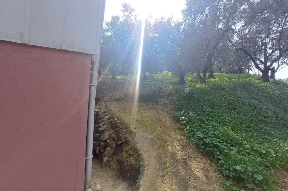 C21 Cius; Küçük Kumla'da İçinde Kayıt Belgeli Ev Olan Zeytinlik