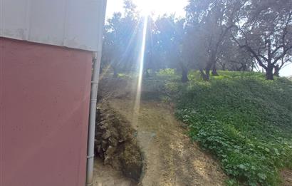 C21 Cius; Küçük Kumla'da İçinde Kayıt Belgeli Ev Olan Zeytinlik