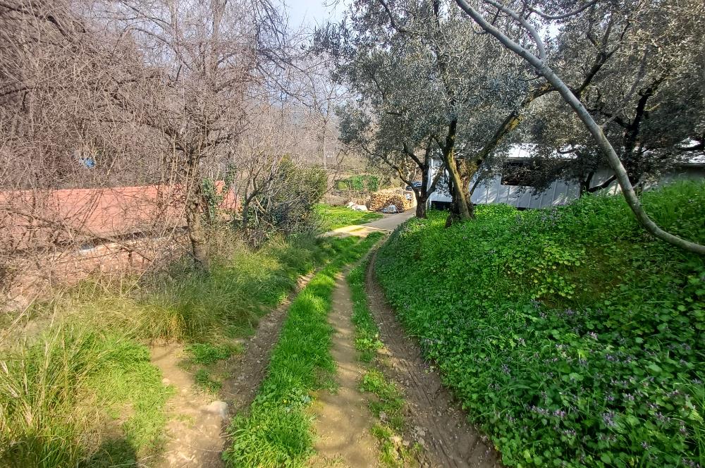 C21 Cius; Küçük Kumla'da İçinde Kayıt Belgeli Ev Olan Zeytinlik