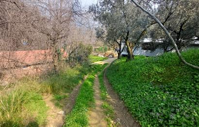 C21 Cius; Küçük Kumla'da İçinde Kayıt Belgeli Ev Olan Zeytinlik