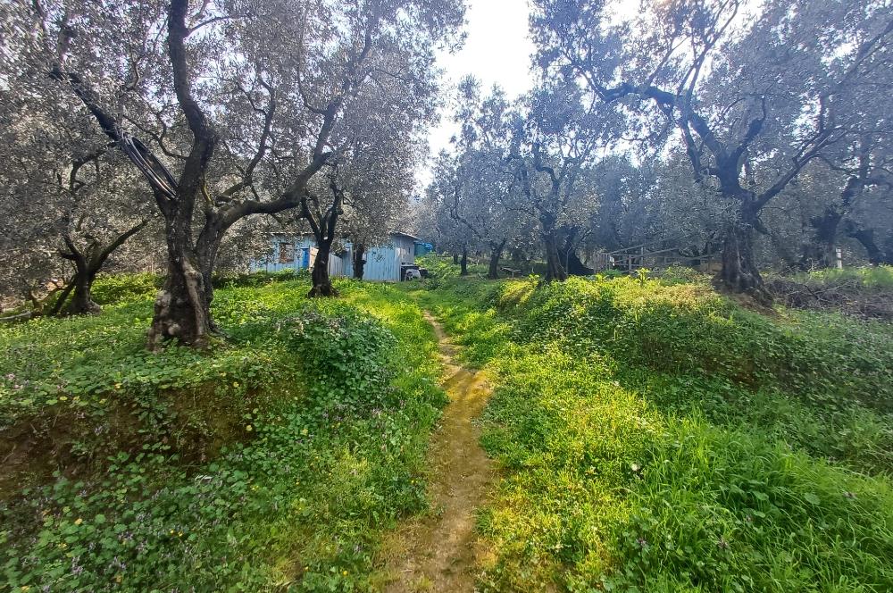 C21 Cius; Küçük Kumla'da İçinde Kayıt Belgeli Ev Olan Zeytinlik