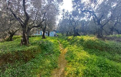 C21 Cius; Küçük Kumla'da İçinde Kayıt Belgeli Ev Olan Zeytinlik