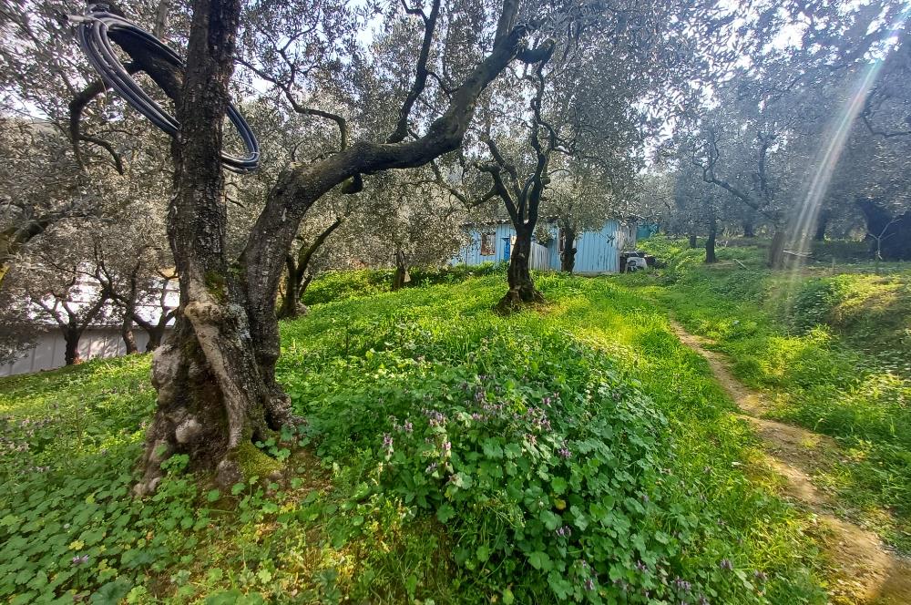 C21 Cius; Küçük Kumla'da İçinde Kayıt Belgeli Ev Olan Zeytinlik