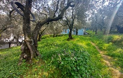 C21 Cius; Küçük Kumla'da İçinde Kayıt Belgeli Ev Olan Zeytinlik