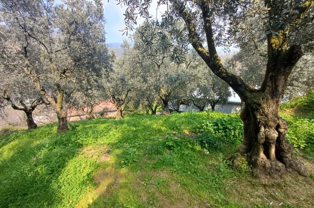 C21 Cius; Küçük Kumla'da İçinde Kayıt Belgeli Ev Olan Zeytinlik