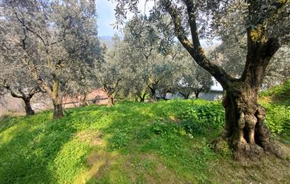 C21 Cius; Küçük Kumla'da İçinde Kayıt Belgeli Ev Olan Zeytinlik