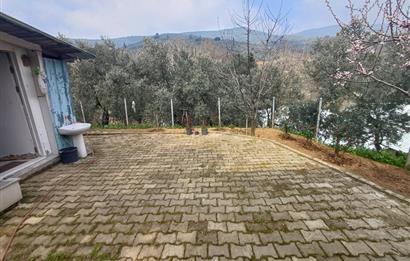 C21 Cius; Küçük Kumla'da İçinde Kayıt Belgeli Ev Olan Zeytinlik