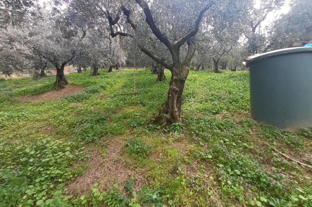 C21 Cius; Küçük Kumla'da İçinde Kayıt Belgeli Ev Olan Zeytinlik