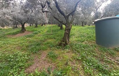 C21 Cius; Küçük Kumla'da İçinde Kayıt Belgeli Ev Olan Zeytinlik