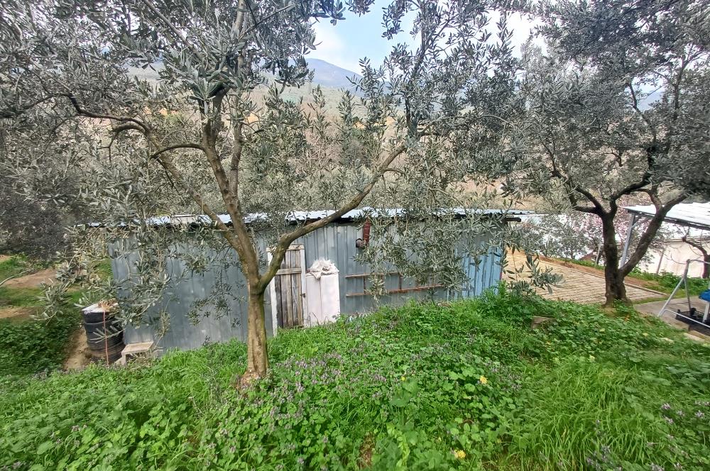 C21 Cius; Küçük Kumla'da İçinde Kayıt Belgeli Ev Olan Zeytinlik