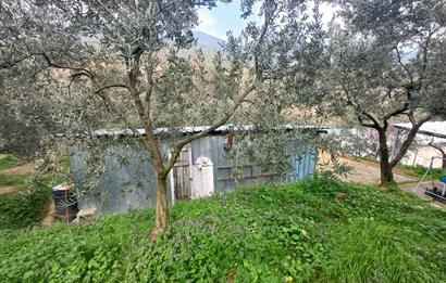 C21 Cius; Küçük Kumla'da İçinde Kayıt Belgeli Ev Olan Zeytinlik