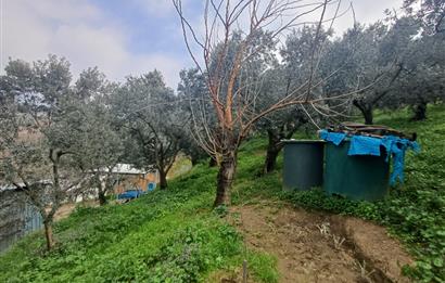 C21 Cius; Küçük Kumla'da İçinde Kayıt Belgeli Ev Olan Zeytinlik