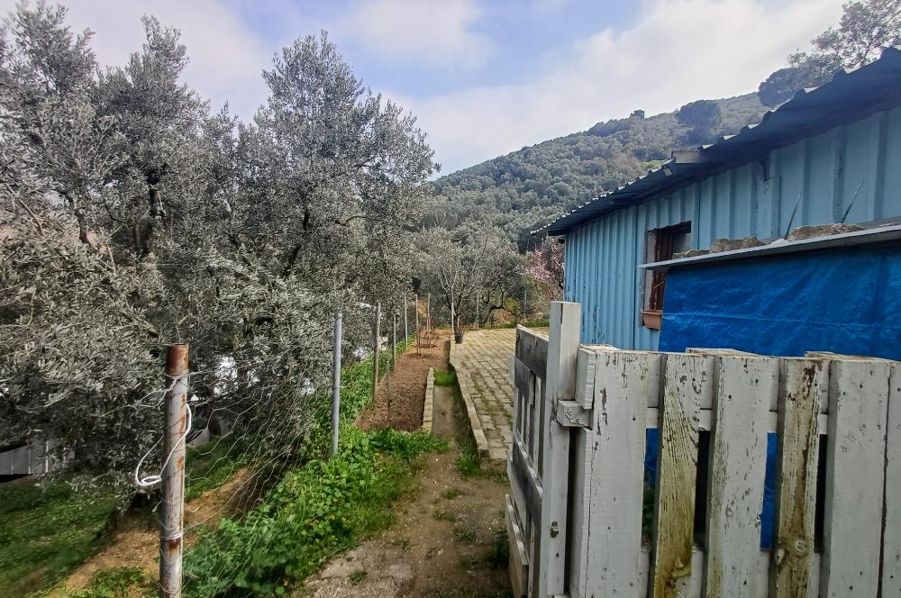 C21 Cius; Küçük Kumla'da İçinde Kayıt Belgeli Ev Olan Zeytinlik