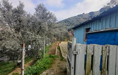 C21 Cius; Küçük Kumla'da İçinde Kayıt Belgeli Ev Olan Zeytinlik