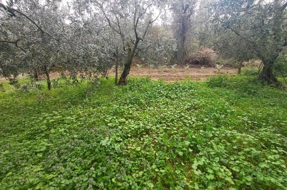 C21 Cius; Küçük Kumla'da İçinde Kayıt Belgeli Ev Olan Zeytinlik