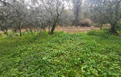 C21 Cius; Küçük Kumla'da İçinde Kayıt Belgeli Ev Olan Zeytinlik