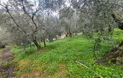 C21 Cius; Küçük Kumla'da İçinde Kayıt Belgeli Ev Olan Zeytinlik