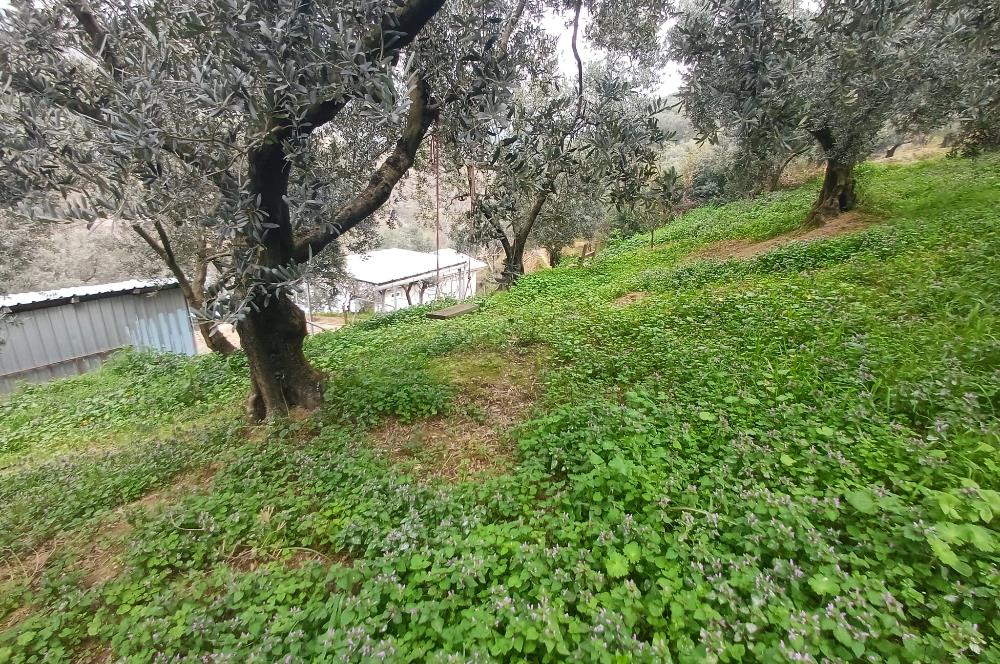 C21 Cius; Küçük Kumla'da İçinde Kayıt Belgeli Ev Olan Zeytinlik