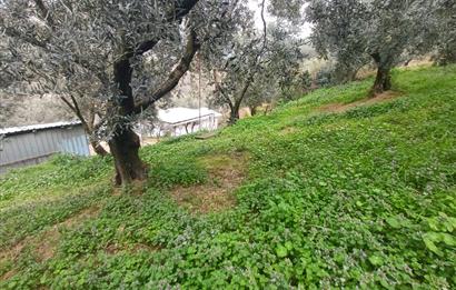 C21 Cius; Küçük Kumla'da İçinde Kayıt Belgeli Ev Olan Zeytinlik