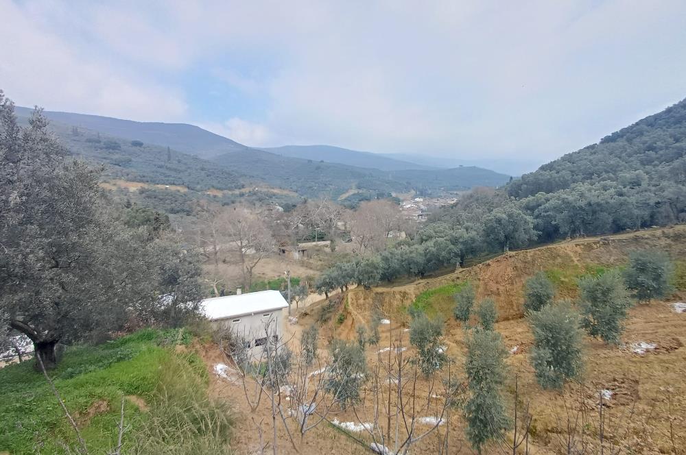 C21 Cius; Küçük Kumla'da İçinde Kayıt Belgeli Ev Olan Zeytinlik