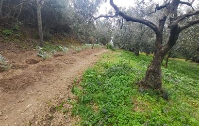 C21 Cius; Küçük Kumla'da İçinde Kayıt Belgeli Ev Olan Zeytinlik