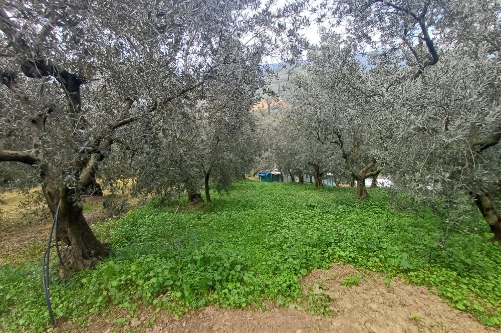 C21 Cius; Küçük Kumla'da İçinde Kayıt Belgeli Ev Olan Zeytinlik