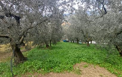 C21 Cius; Küçük Kumla'da İçinde Kayıt Belgeli Ev Olan Zeytinlik