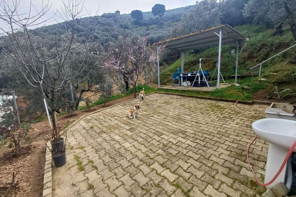 C21 Cius; Küçük Kumla'da İçinde Kayıt Belgeli Ev Olan Zeytinlik