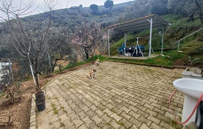 C21 Cius; Küçük Kumla'da İçinde Kayıt Belgeli Ev Olan Zeytinlik