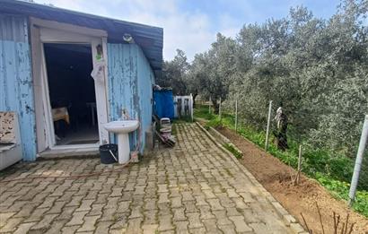 C21 Cius; Küçük Kumla'da İçinde Kayıt Belgeli Ev Olan Zeytinlik