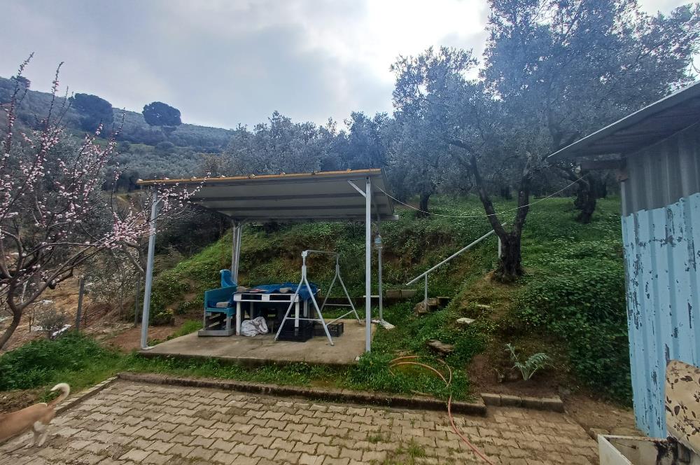 C21 Cius; Küçük Kumla'da İçinde Kayıt Belgeli Ev Olan Zeytinlik