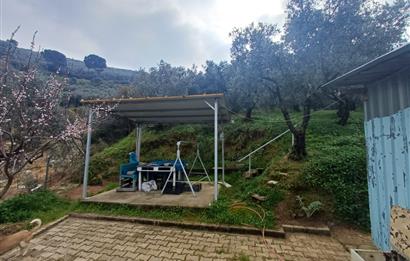 C21 Cius; Küçük Kumla'da İçinde Kayıt Belgeli Ev Olan Zeytinlik