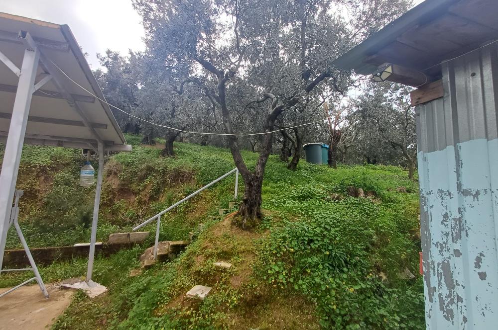 C21 Cius; Küçük Kumla'da İçinde Kayıt Belgeli Ev Olan Zeytinlik