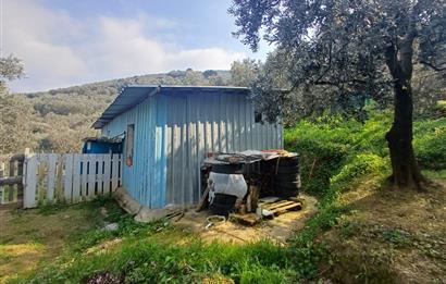 C21 Cius; Küçük Kumla'da İçinde Kayıt Belgeli Ev Olan Zeytinlik