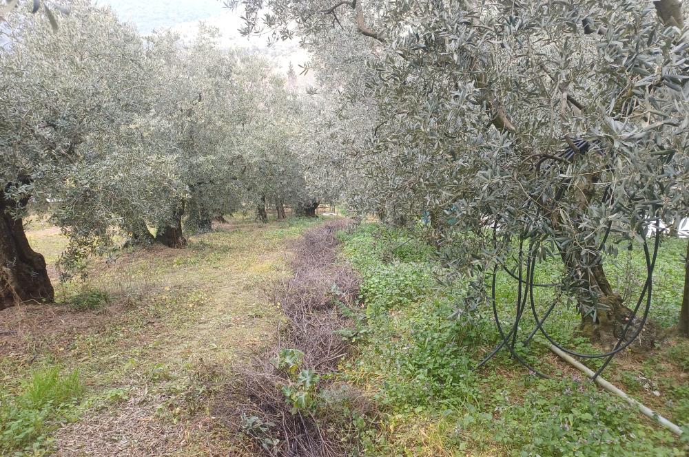C21 Cius; Küçük Kumla'da İçinde Kayıt Belgeli Ev Olan Zeytinlik