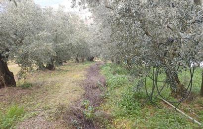 C21 Cius; Küçük Kumla'da İçinde Kayıt Belgeli Ev Olan Zeytinlik